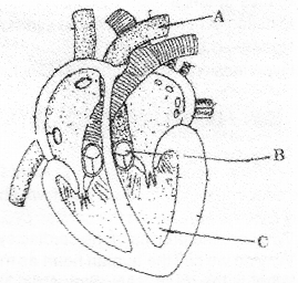 Plus One Zoology Chapter Wise Previous Questions Chapter 7 Body Fluids and Circulation 16