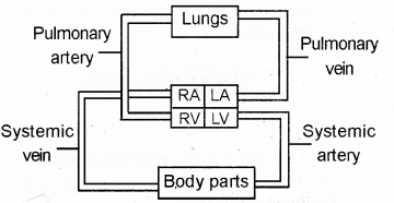 Plus One Zoology Chapter Wise Previous Questions Chapter 7 Body Fluids and Circulation 17