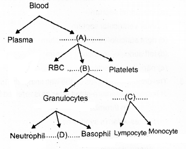 Plus One Zoology Chapter Wise Previous Questions Chapter 7 Body Fluids and Circulation 19