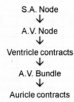 Plus One Zoology Chapter Wise Previous Questions Chapter 7 Body Fluids and Circulation 2