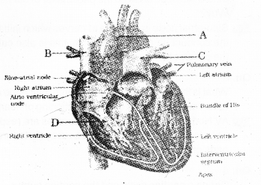 Plus One Zoology Chapter Wise Previous Questions Chapter 7 Body Fluids and Circulation 20