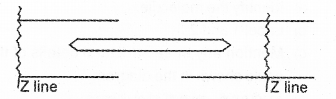 Plus One Zoology Chapter Wise Previous Questions Chapter 9 Locomotion and Movement 1