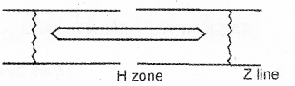 Plus One Zoology Chapter Wise Previous Questions Chapter 9 Locomotion and Movement 2