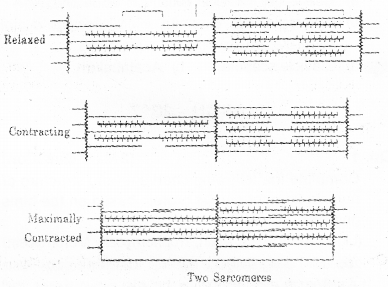 Plus One Zoology Chapter Wise Previous Questions Chapter 9 Locomotion and Movement 5