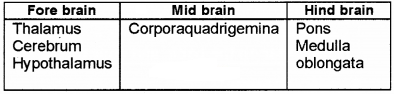 Plus One Zoology Chapter Wise Questions and Answers Chapter 10 Neural Control and Coordination 2M Q2