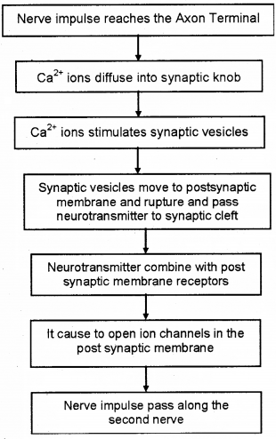 Plus One Zoology Chapter Wise Questions and Answers Chapter 10 Neural Control and Coordination 2M Q20.1