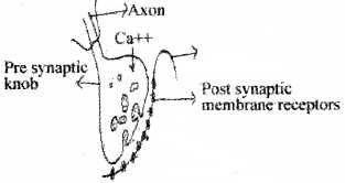 Plus One Zoology Chapter Wise Questions and Answers Chapter 10 Neural Control and Coordination 2M Q20