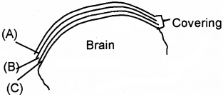 Plus One Zoology Chapter Wise Questions and Answers Chapter 10 Neural Control and Coordination 2M Q23