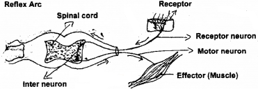 Plus One Zoology Chapter Wise Questions and Answers Chapter 10 Neural Control and Coordination 2M Q24.1