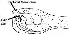 Plus One Zoology Chapter Wise Questions and Answers Chapter 10 Neural Control and Coordination 2M Q29.1