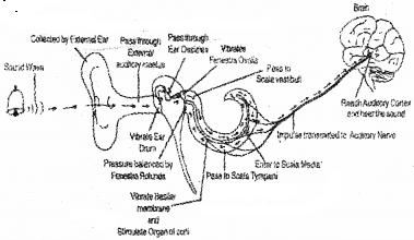 Plus One Zoology Chapter Wise Questions and Answers Chapter 10 Neural Control and Coordination 2M Q32