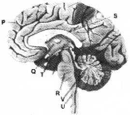 Plus One Zoology Chapter Wise Questions and Answers Chapter 10 Neural Control and Coordination 3M Q11