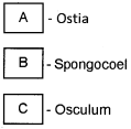 Plus One Zoology Chapter Wise Questions and Answers Chapter 2 Animal Kingdom 3M Q29.1