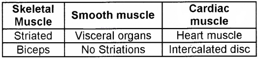 Plus One Zoology Chapter Wise Questions and Answers Chapter 3 Structural Organisation in Animals 2M Q28