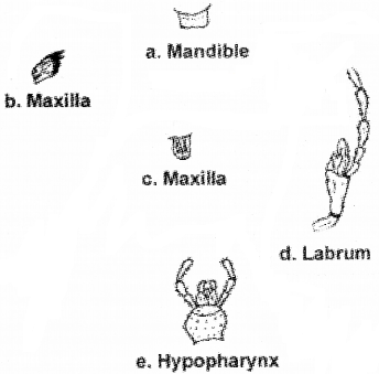 Plus One Zoology Chapter Wise Questions and Answers Chapter 3 Structural Organisation in Animals 3M Q2