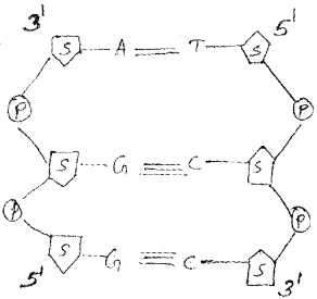 Plus One Zoology Chapter Wise Questions and Answers Chapter 4 Biomolecules 2M Q10.1