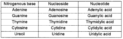 Plus One Zoology Chapter Wise Questions and Answers Chapter 4 Biomolecules 2M Q11