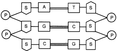 Plus One Zoology Chapter Wise Questions and Answers Chapter 4 Biomolecules 2M Q26.1