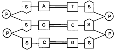 Plus One Zoology Chapter Wise Questions and Answers Chapter 4 Biomolecules 2M Q26