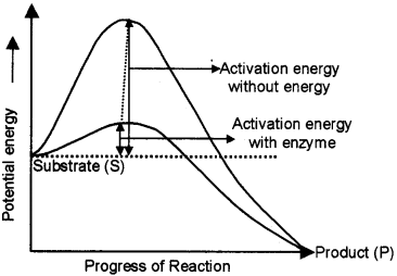 Plus One Zoology Chapter Wise Questions and Answers Chapter 4 Biomolecules 2M Q28.1