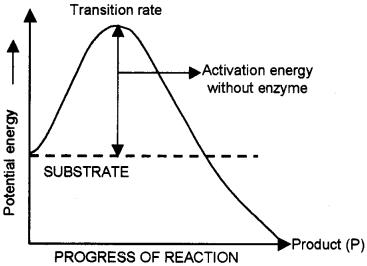 Plus One Zoology Chapter Wise Questions and Answers Chapter 4 Biomolecules 2M Q28