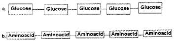 Plus One Zoology Chapter Wise Questions and Answers Chapter 4 Biomolecules 2M Q7