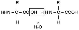 Plus One Zoology Chapter Wise Questions and Answers Chapter 4 Biomolecules 3M Q5