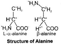 Plus One Zoology Chapter Wise Questions and Answers Chapter 4 Biomolecules Textbook Questions Q7