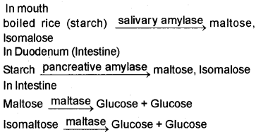 Plus One Zoology Chapter Wise Questions and Answers Chapter 5 Digestion and Absorption 2M Q11