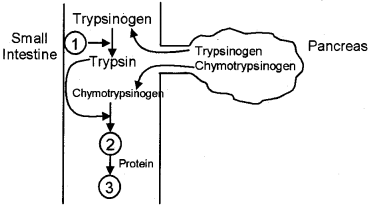 Plus One Zoology Chapter Wise Questions and Answers Chapter 5 Digestion and Absorption 2M Q23