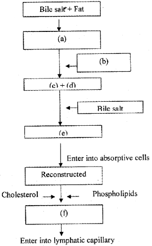 Plus One Zoology Chapter Wise Questions and Answers Chapter 5 Digestion and Absorption 3M Q5