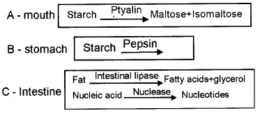 Plus One Zoology Chapter Wise Questions and Answers Chapter 5 Digestion and Absorption 3M Q6.1