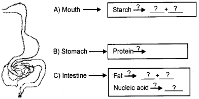 Plus One Zoology Chapter Wise Questions and Answers Chapter 5 Digestion and Absorption 3M Q6