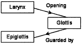 Plus One Zoology Chapter Wise Questions and Answers Chapter 6 Breathing and Exchange of Gases 2M Q15.1