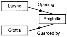 Plus One Zoology Chapter Wise Questions and Answers Chapter 6 Breathing and Exchange of Gases 2M Q15