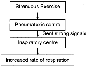 Plus One Zoology Chapter Wise Questions and Answers Chapter 6 Breathing and Exchange of Gases 2M Q23