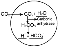 Plus One Zoology Chapter Wise Questions and Answers Chapter 6 Breathing and Exchange of Gases 3M Q1.1