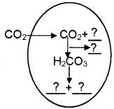 Plus One Zoology Chapter Wise Questions and Answers Chapter 6 Breathing and Exchange of Gases 3M Q1