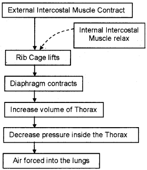 Plus One Zoology Chapter Wise Questions and Answers Chapter 6 Breathing and Exchange of Gases 3M Q2.1