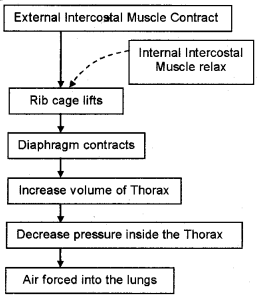 Plus One Zoology Chapter Wise Questions and Answers Chapter 6 Breathing and Exchange of Gases 3M Q2