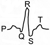 Plus One Zoology Chapter Wise Questions and Answers Chapter 7 Body Fluids and Circulation 1M Q12