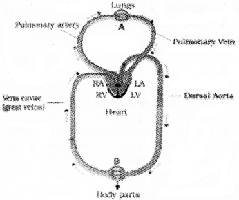 Plus One Zoology Chapter Wise Questions and Answers Chapter 7 Body Fluids and Circulation 2M Q1