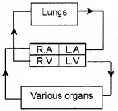 Plus One Zoology Chapter Wise Questions and Answers Chapter 7 Body Fluids and Circulation 2M Q17