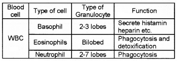 Plus One Zoology Chapter Wise Questions and Answers Chapter 7 Body Fluids and Circulation 2M Q19.1