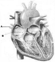 Plus One Zoology Chapter Wise Questions and Answers Chapter 7 Body Fluids and Circulation 2M Q2