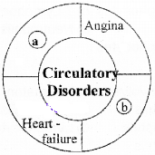 Plus One Zoology Chapter Wise Questions and Answers Chapter 7 Body Fluids and Circulation 2M Q8