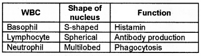 Plus One Zoology Chapter Wise Questions and Answers Chapter 7 Body Fluids and Circulation 3M Q13.1