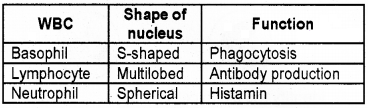 Plus One Zoology Chapter Wise Questions and Answers Chapter 7 Body Fluids and Circulation 3M Q13