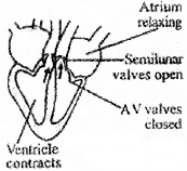 Plus One Zoology Chapter Wise Questions and Answers Chapter 7 Body Fluids and Circulation 3M Q2