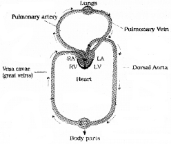 Plus One Zoology Chapter Wise Questions and Answers Chapter 7 Body Fluids and Circulation 3M Q3